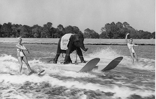 52. Queenie, dünyanın ilk su sörfü yapan fili. 1952'ler.