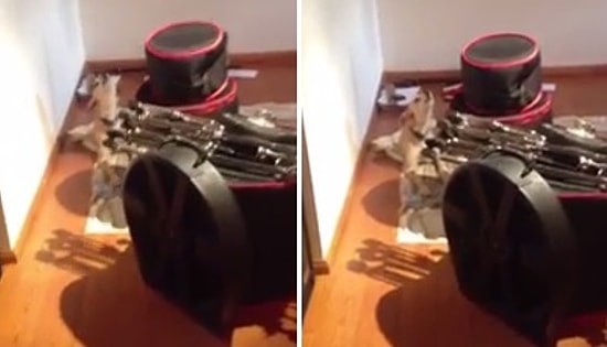Blues Enstrümanlarına Havlayarak Vokal Yapan Köpek