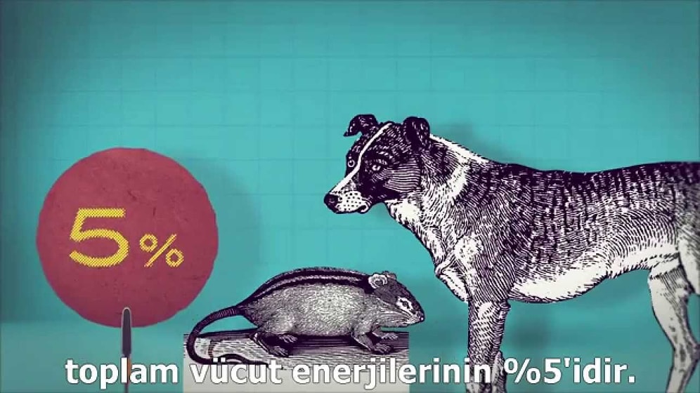 Beynimizin Yüzde Kaçını Kullanıyoruz?