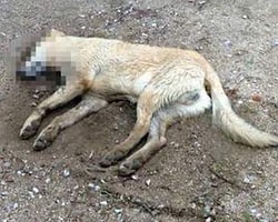 Bodrum'da Köpek Katliamı Devam Ediyor