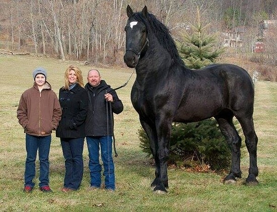 Atlardan Az Biraz Tırsmamız Gerektiğini Gösteren 14 Mantıklı Sebep