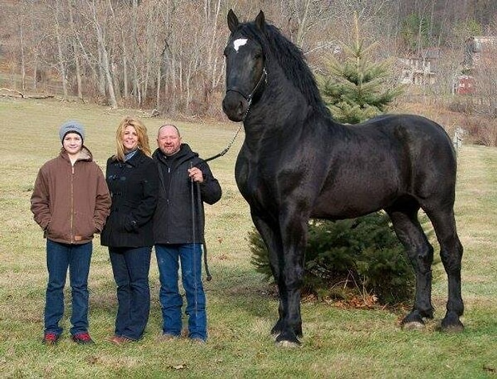 Atlardan Az Biraz Tırsmamız Gerektiğini Gösteren 14 Mantıklı Sebep