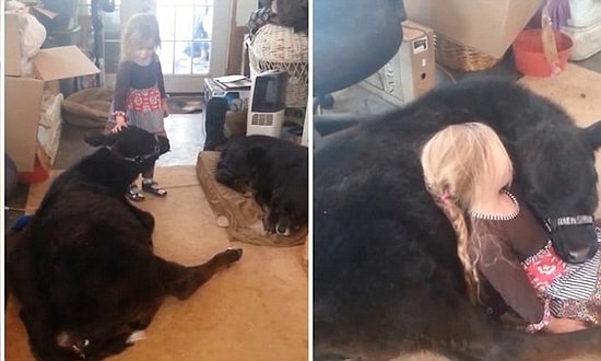 Annesinden Habersiz Eve Buzağı Alan Aşırı Tatlı Kız