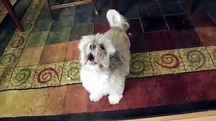 Çığlık Atar Gibi Havlayan Tuhaf Köpek