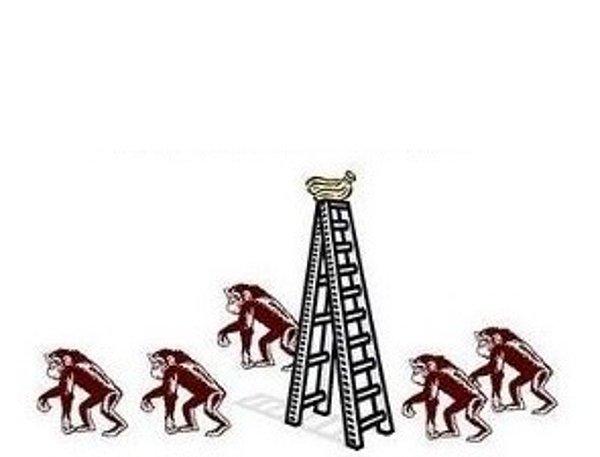 7. Sonuç olarak daha önce soğuk suya hiç maruz kalmamalarına rağmen merdivene tırmanmaya çalışan maymunu döven 5 adet maymun ortaya çıkıyor.