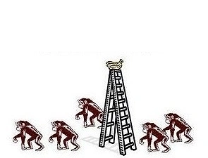 Sonuç olarak daha önce soğuk suya hiç maruz kalmamalarına rağmen merdivene tırmanmaya çalışan maymunu döven 5 adet maymun ortaya çıkıyor.