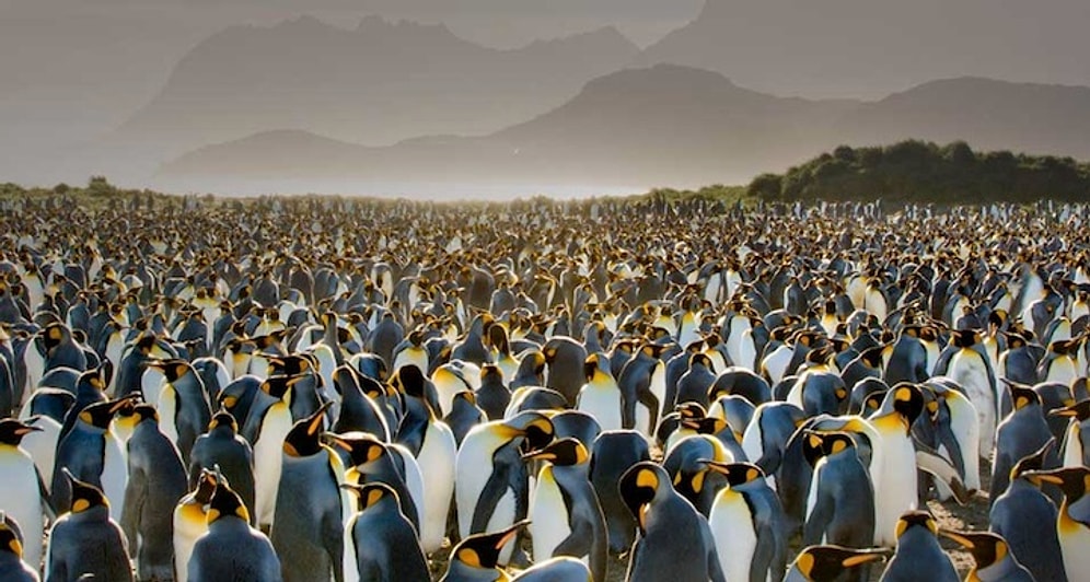 Dünyanın Farklı Yerlerinden 15 Muazzam Hayvan Buluşması