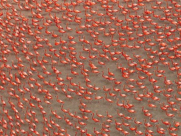 10. Flamingolar, Meksika