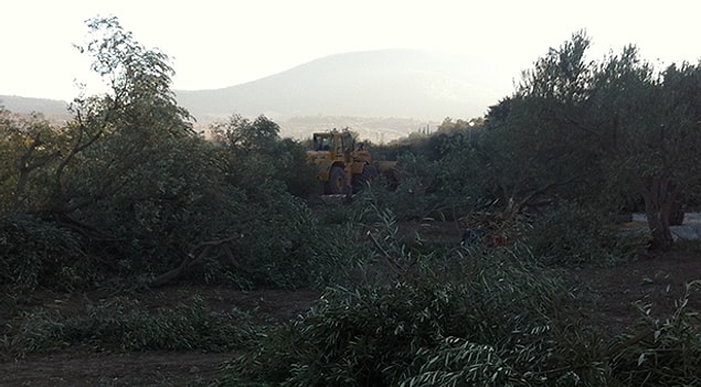3. Termik santrallerin 3000-5000 zeytin ağacından daha kıymetli olduğunu bilimsel verilerle açıklayın.