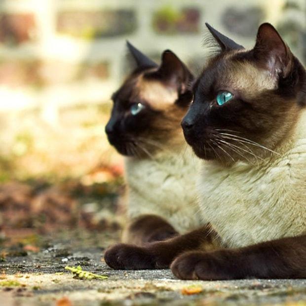 Hangi Cins Kedi Senin Ruh İkizin?