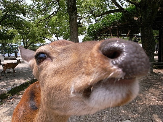 Davranış Bozukluğu Yaşayan Geyik