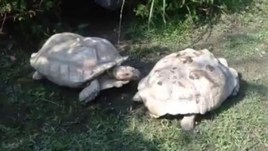 Ters Dönen Arkadaşına Yardım Eden Vefakar Kaplumbağa