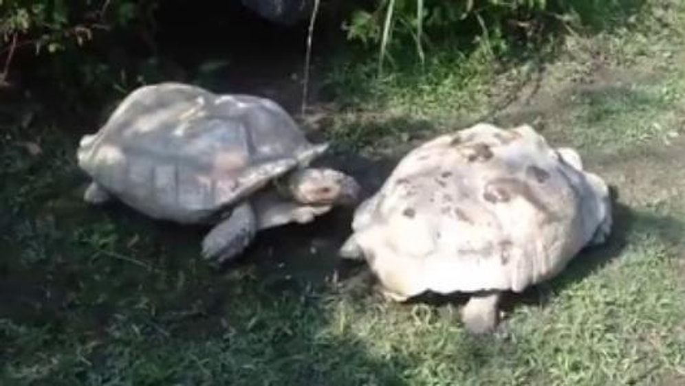 Ters Dönen Arkadaşına Yardım Eden Vefakar Kaplumbağa