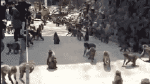 Nepal Maymunları