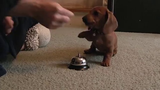 Bir Şeyler Yemek İstediğinde Zile Basan Sevimli Köpek