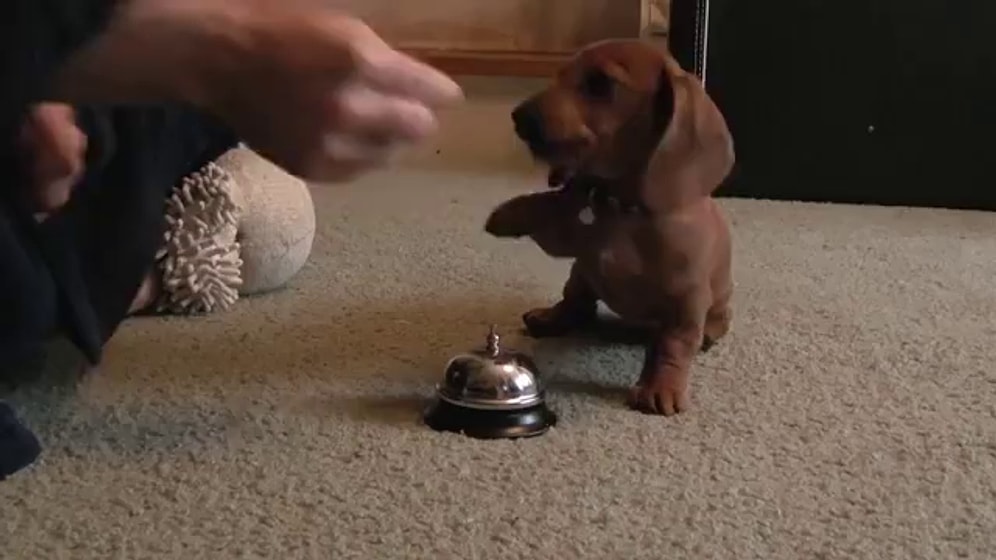 Bir Şeyler Yemek İstediğinde Zile Basan Sevimli Köpek