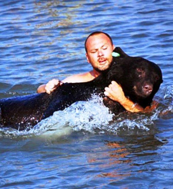23. Biolog Adam Warwick, 170 kiloluk bir ayıyı Meksika Körfezi'nde boğulmaktan kurtarırken.