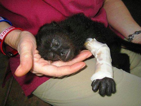 11. Belize'deki yağmur ormanında tek başına bulunan bu uluyan maymun, veterinerler tarafından kurtarılıyor.