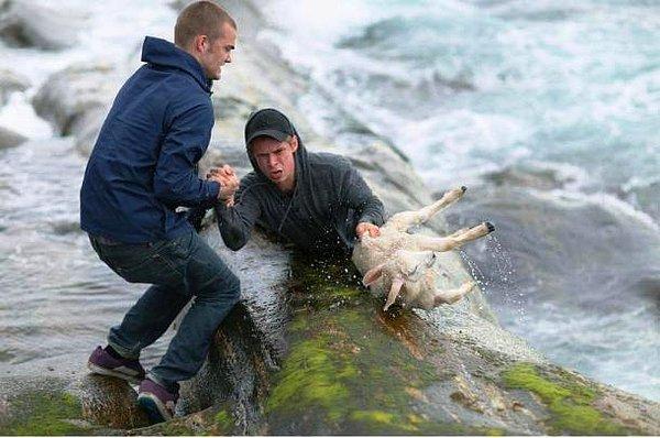 1. Norveçli iki arkadaş, Erik ve Torvald bir kuzuyu boğulmaktan kurtarırlar..