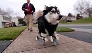 3D Yazıcı ile Üretilen Protez Bacaklarla Hayata Tekrar Tutunan Köpek