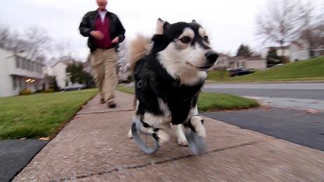 3D Yazıcı ile Üretilen Protez Bacaklarla Hayata Tekrar Tutunan Köpek