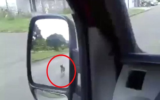 Sahibinin Götürüldüğü Ambulansı Takip Eden Vefakar Köpek