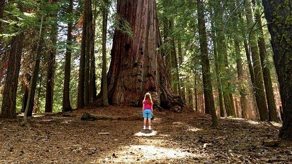 160. Sequoia Milli Ormanı, CA, ABD