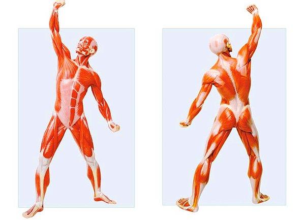 2. Kalp kası dâhil, vücut kaslarını kuvvetlendirerek, daha etkin çalışmalarını sağlar.