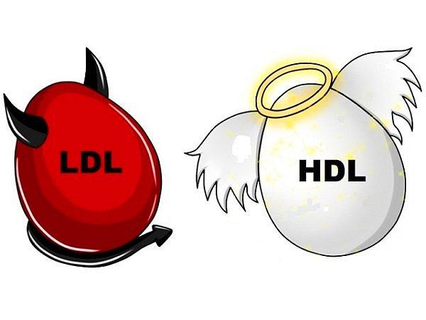 12. HDL/LDL (iyi huylu-kötü huylu kolestrol) dengesini düzenler.