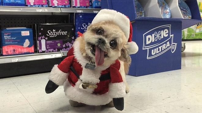 Noel Baba Kostümü Giyen Şapşal Köpek İle Tanışın