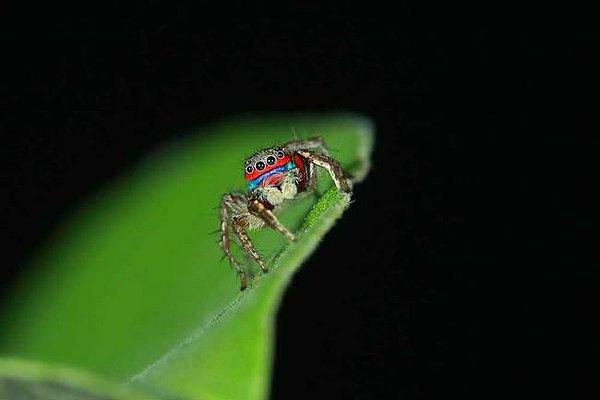 19. Zıplayan örümcek - Stenaelurillus