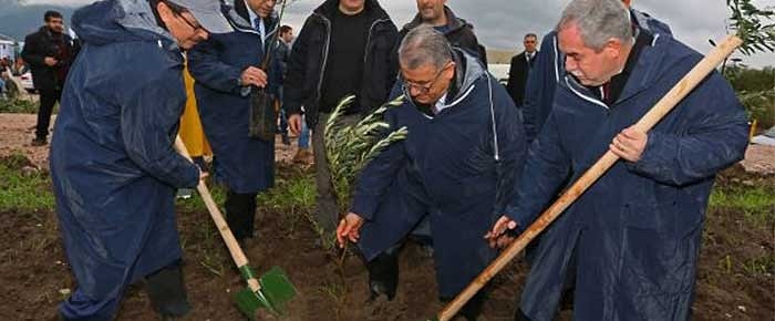 'Kolin'in Dikiyoruz Dediği Ağaçların Yırca Köyü ile Alakası Yok'