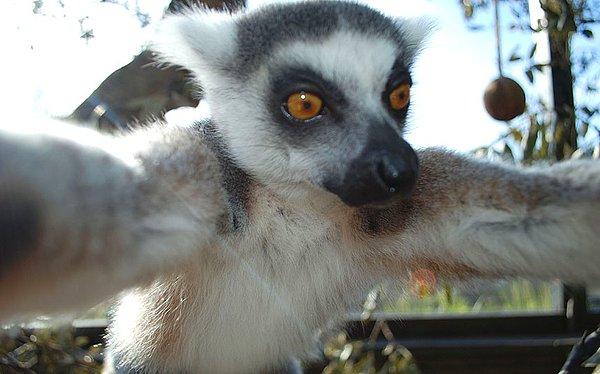 13. Londra Hayvanat Bahçesi'nde Selfie çeken 12 yaşında 'Bekily' adlı erkek Lemur.