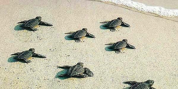 2. Plaja, Caretta Caretta'ların yumurtalarını bırakmasından dolayı "Kaplumbağa Plajı (Turtle Beach)" da denilmektedir.