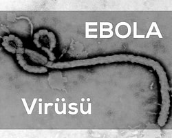 İtalyan Doktor Ebola Hastalığını Yendi