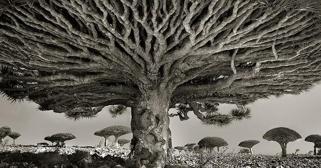 14 Yıllık Emeğin Sonucunda Ortaya Çıkan Dünyanın En Yaşlı Ağaçları Sergisinden 20 Muazzam Fotoğraf