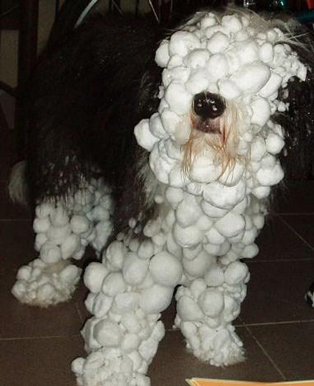 1. Köpeğiniz dışarıdan böyle dönüyorsa,