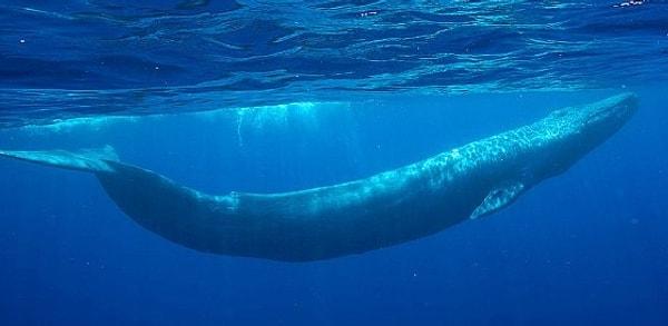 13. Mavi balinaların dilleri, tamamen olgunlaşmış bir Afrika filinin ağırlığında ve boyutlarındadır.