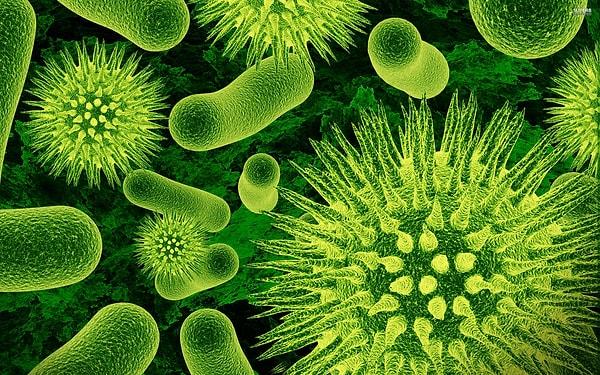 14. Kalın bağırsaklarınızda bu dünyada yaşamış ve yaşamakta olan tüm insanlardan daha fazla sayıda bakteri bulunur.