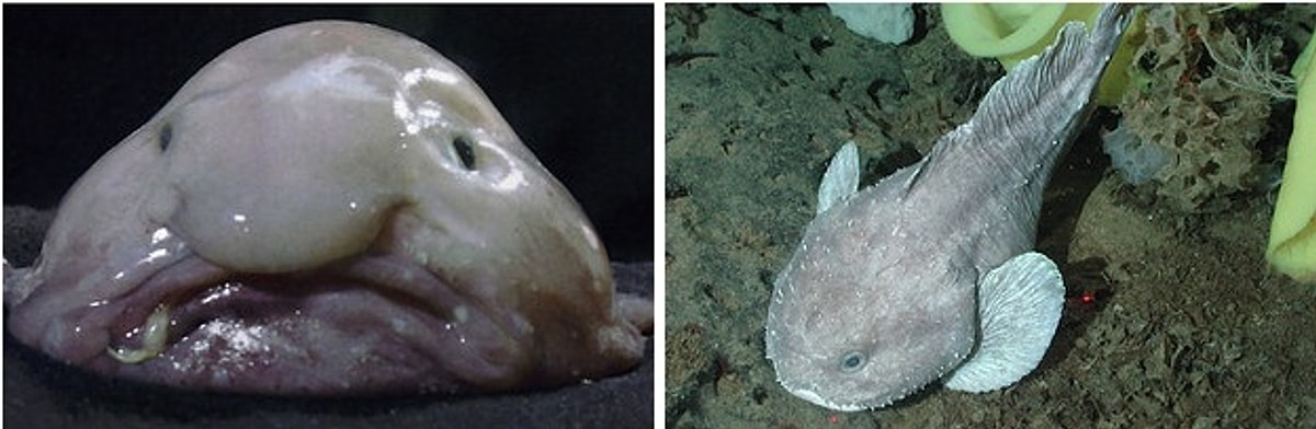 Sexy Blobfish