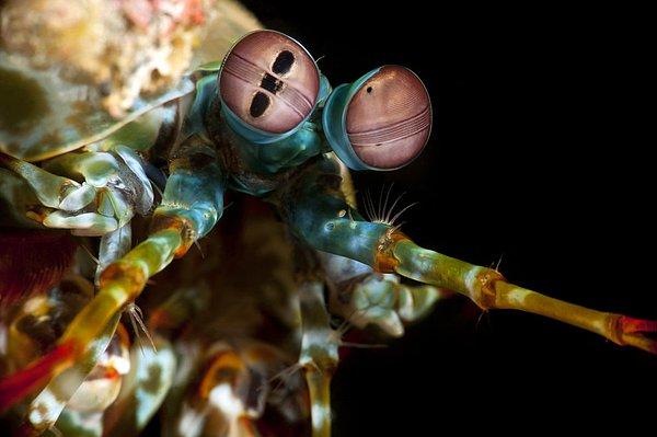 22. Sanılanın aksine, mantis karideslerinin üstün görüş kabiliyetleri bulunmamakta.