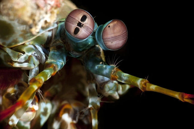 Sanılanın aksine, mantis karideslerinin üstün görüş kabiliyetleri bulunmamakta.