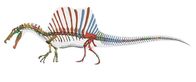 Yüzdüğü bilinen ilk dinozor 15 metre uzunluğundaydı ve suyun altında daha rahat gezebilmek için kendi kemiklerini ağırlaştırabiliyordu.