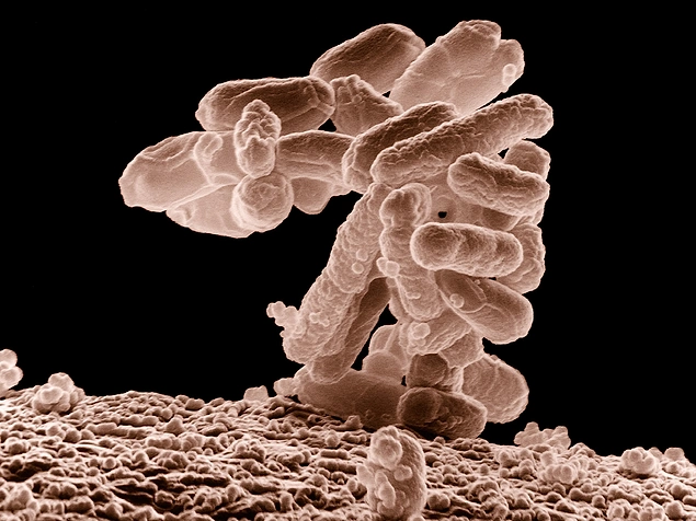 Laboratuvar ortamında, iki ekstra baz çiftini DNA içerisinde bir araya getirerek bakteri üretmek artık mümkün.