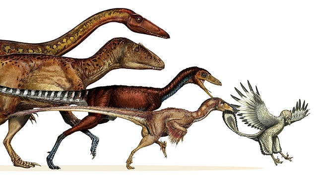 Kuşa evrilmek için dinozorlar kademeli olarak büzüldü ve küçüldü.