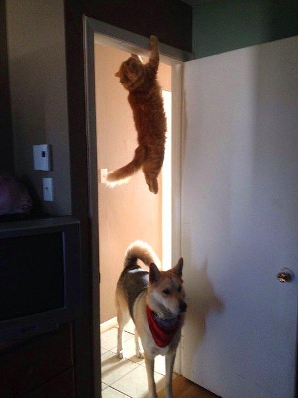1. Bütün kediler ninja yetenekleri ile doğar.