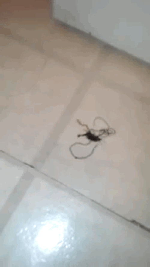 Geçtiğimiz günlerde bir adam yanlışlıkla bu böceği ezdi ve ardından solucana benzer bir canlı böceğin içinden çıkmaya başladı. Solucan ilerleyerek kendini ezilen böcekten ayırmaya çalışıyordu.