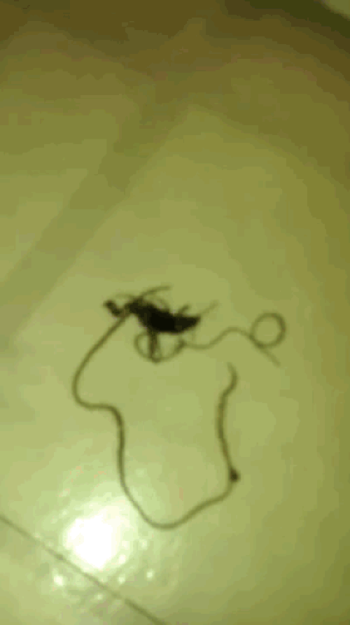Geçtiğimiz günlerde bir adam yanlışlıkla bu böceği ezdi ve ardından solucana benzer bir canlı böceğin içinden çıkmaya başladı. Solucan ilerleyerek kendini ezilen böcekten ayırmaya çalışıyordu.
