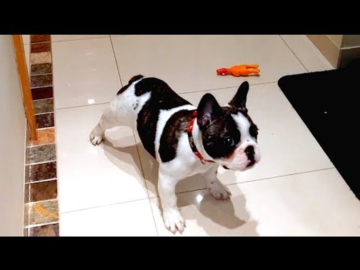 Dakikalarca Topun Peşinden Koştuktan Sonra Yorgunluktan Bayılan Pixel