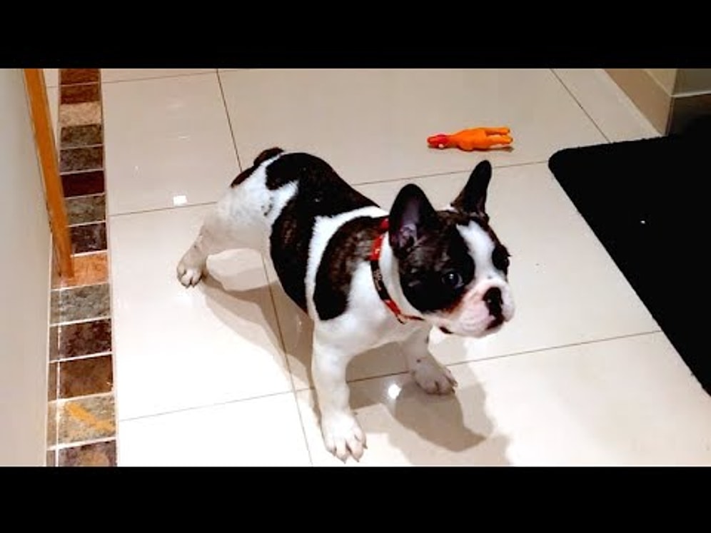 Dakikalarca Topun Peşinden Koştuktan Sonra Yorgunluktan Bayılan Pixel